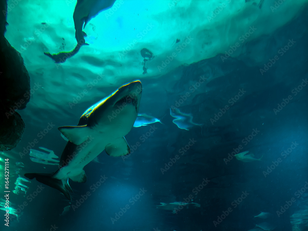 Obraz premium large shark with its mouth and teeth open in the water