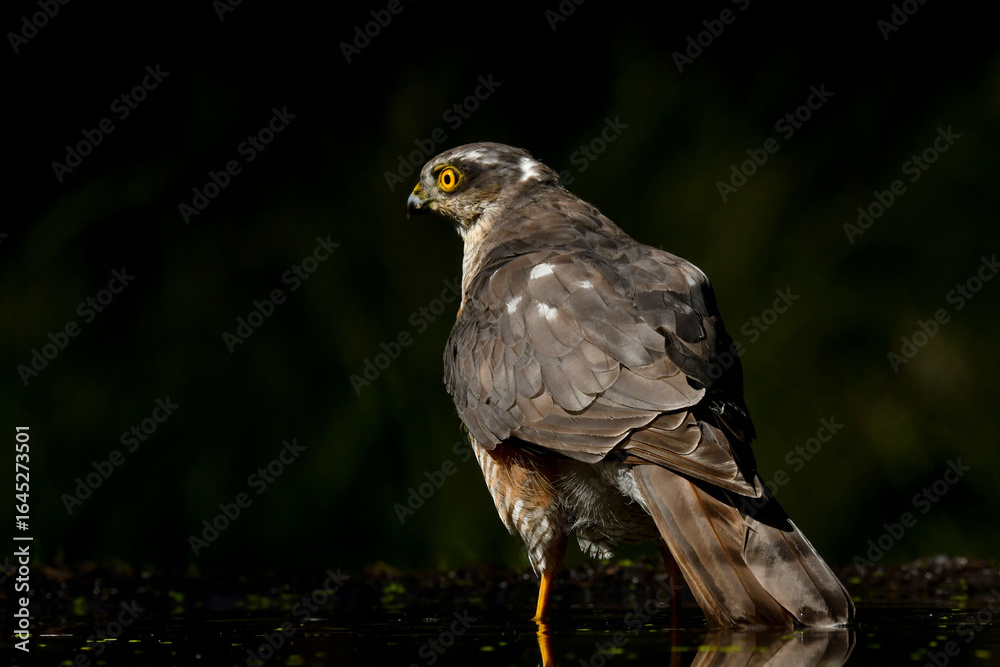 Obraz premium Sperber