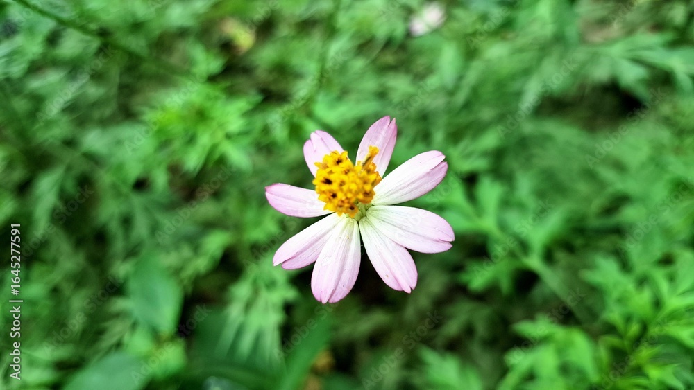 Obraz premium Purple Kenikir Flower (Cosmos caudatus) Blooming in Tropical Garden – Natural Light and Green Surroundings