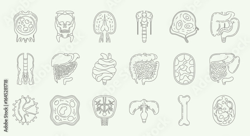 Illustrative minimalist vector line art icons showcasing various human internal organs and anatomical structures, perfect for educational and medical design projects.