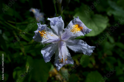 Photos Iris flower in the garden, Iris is a genus of flowering plants in the iris family