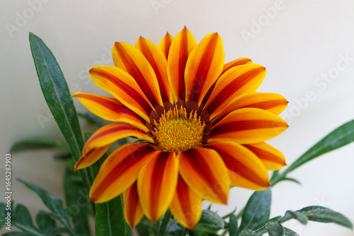 Gazania With Yellow-Red Petals