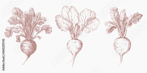 Set of three root vegetables, eco. Grainy shape with rough threshold shading, soft grit pattern and distressed ink overlay. Speckled dust and subtle grunge texture.