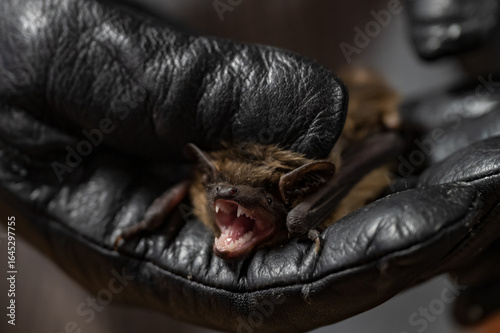 A bat held in a glove on a human hand.