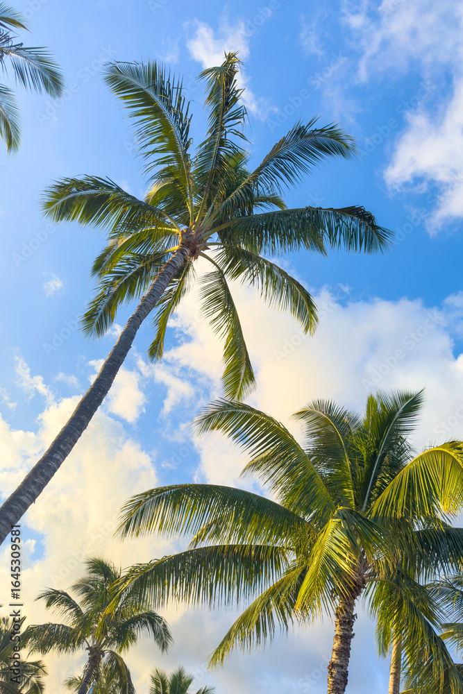 Obraz premium palm trees and blue sky 