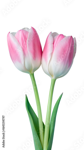 Vibrant Pink and White Tulips with Green Leaves Isolated on a Transparent Background