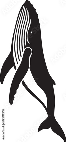 Humpback whale breaching black and white, Marine mammal vector illustration
