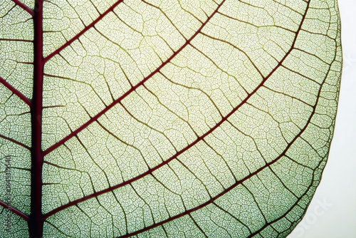 Detailed close-up of a leaf's intricate vein structure (1)