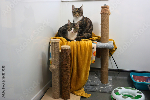 Dyluniad heb deitl - 4