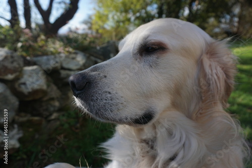 golden retriever dog