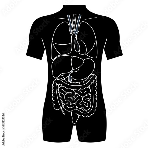 Human Body Systems Schematic: An illustrative representation of the human body's internal systems, meticulously mapped within a silhouette.