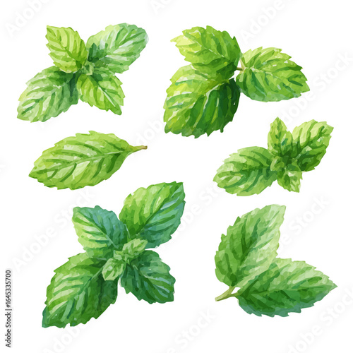 My hand-painted watercolor of mint leaves from a diagonal angle, featuring soft tones and artistic simplicity, isolated on white, EPS vector ready. EPS vector design,  collection