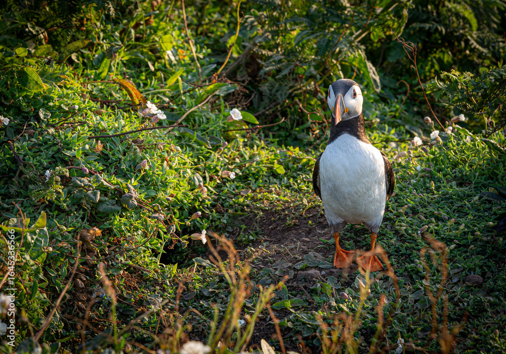 custom made wallpaper toronto digitalAtlantic puffin (Fratercula arctica) single portrait with vibrant wildflowers, Skomer Island, Wales, UK