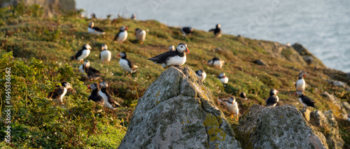 Atlantic puffin (Fratercula arctica) single portrait with vibrant wildflowers, Skomer Island, Wales, UK
