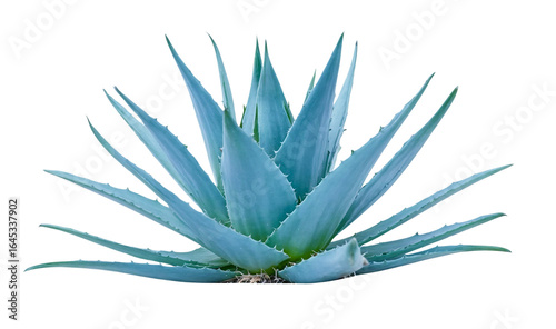 Blue agave, aloe vera plant on white or transparent background	
