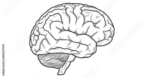 Human brain anatomy illustration for medical and science use