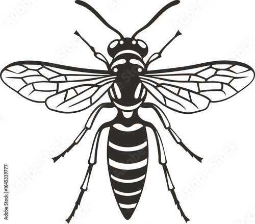 Detailed black wasp illustration isolated on white background insect anatomy, entomology study, nature, wildlife,  drawing