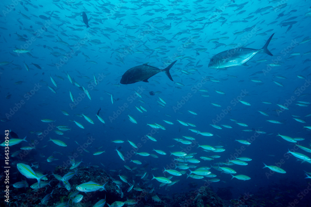 Fototapeta premium School of Bartail fusilier