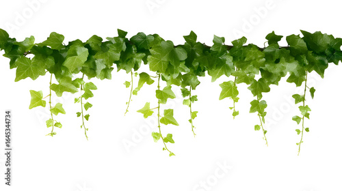Horizontal ivy branch with lush green leaves on white. Natural decorative element for eco design, wall mockups, or botanical illustration concepts.