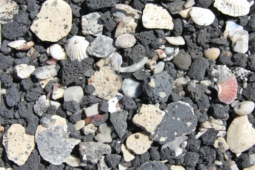 Wallpaper Mural Dark volcanic rock strewn with small shells and fragments Torontodigital.ca