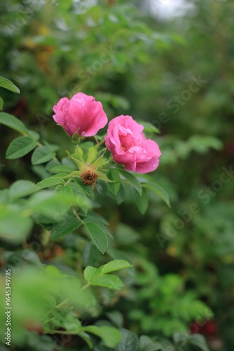 Wallpaper Mural pink rose bush Torontodigital.ca