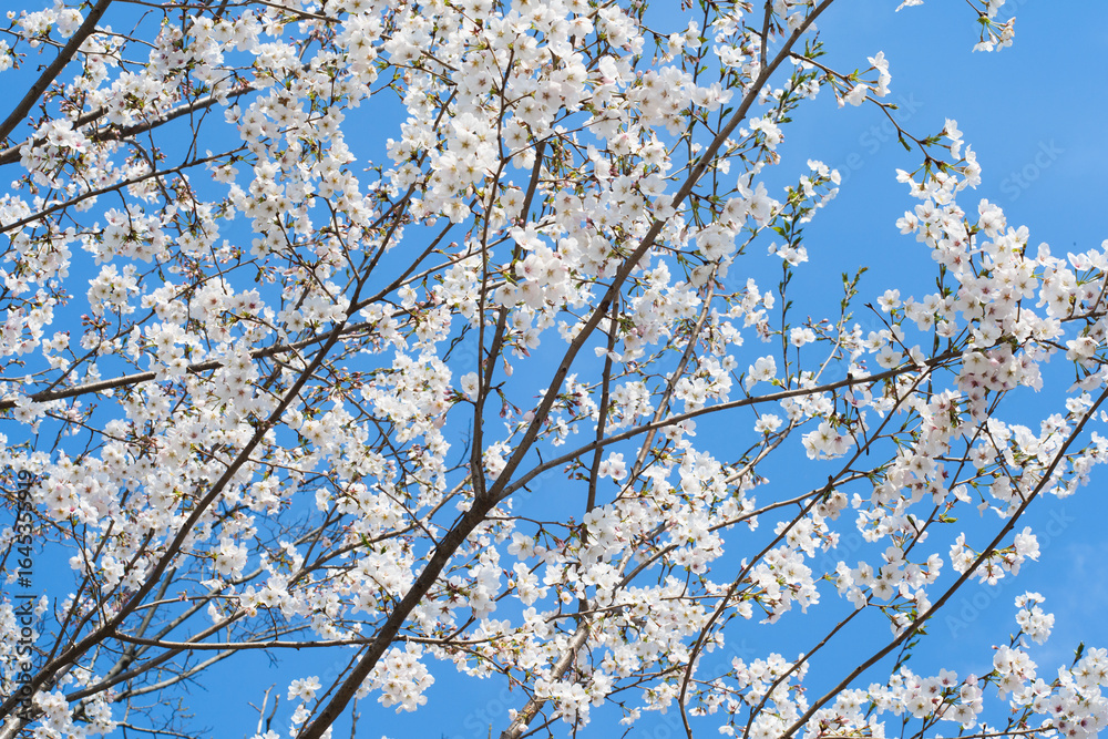 Fototapeta premium White Cherry Blossoms in Full Bloom on Cherry Branches Against Blue Sky