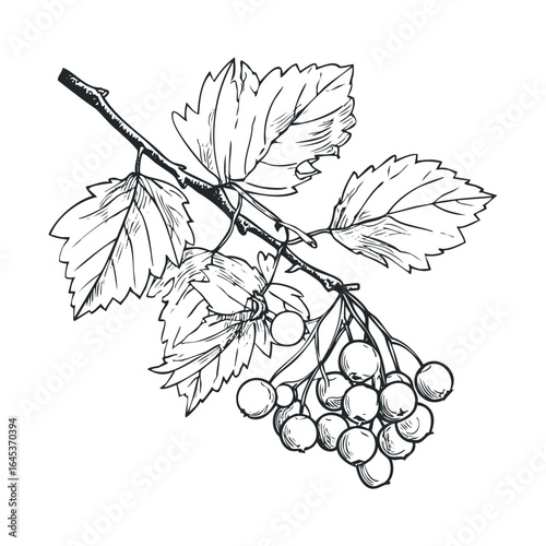Botanical illustration of a branch with berries and leaves for design