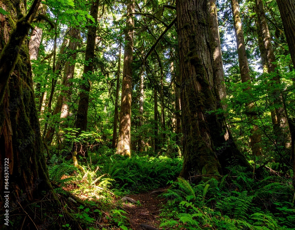 Obraz premium Lush forest trail in sunlight