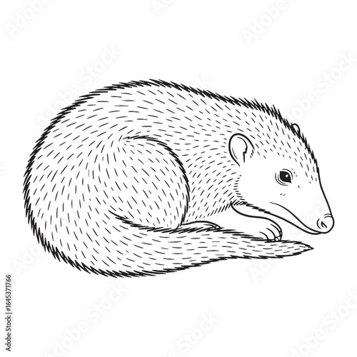 Elegant Solenodon Line Art – Solenodon Vector Illustration Artistic Drawing with Distinctive Fur Texture – Solenodon Drawing – Line Art Drawing of Solenodon – Solenodon Icon

