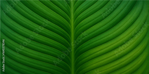 Leaf close up showing green texture and detailed veins in natural tropical foliage