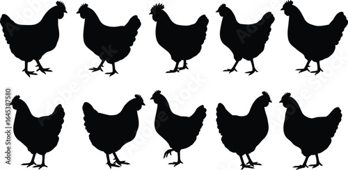 Set of black chicken and hen silhouettes in various poses, farm animal vector illustration collection for agriculture and poultry projects.