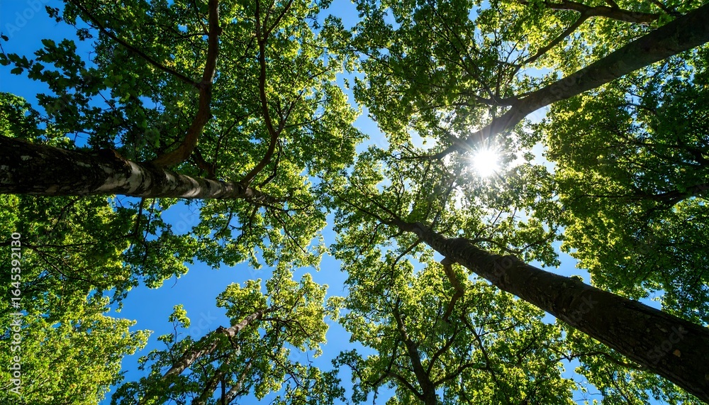 Obraz premium Lush green canopy