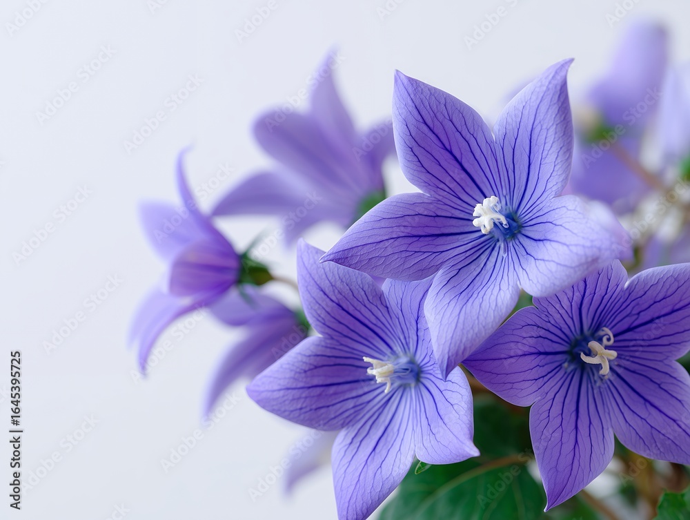 Obraz premium 紫色の桔梗の花