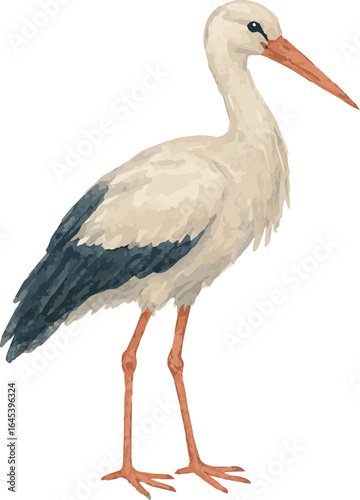 Vector watercolor realistic illustration of stork