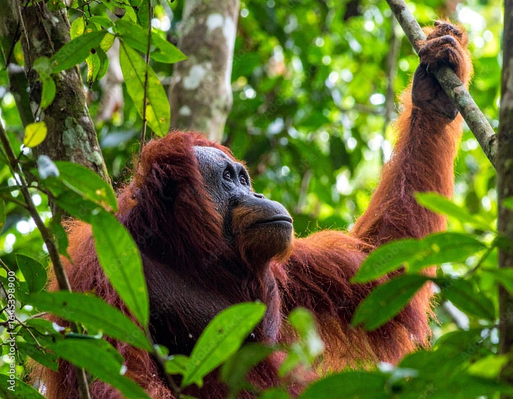 Obraz premium Orangutan sitting in tropical forest canopy, deep thoughtful eyes, detailed fur, sun