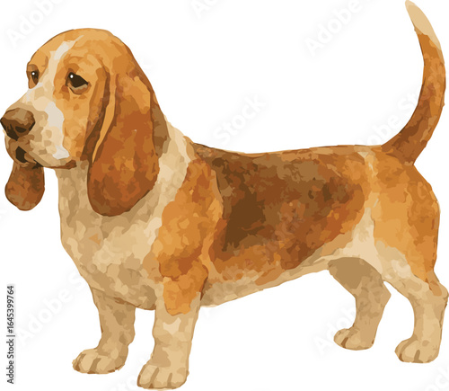 Vector watercolor adorable illustration of a baset dog