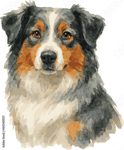 Vector watercolor adorable illustration of an australian sheperd dog portrait