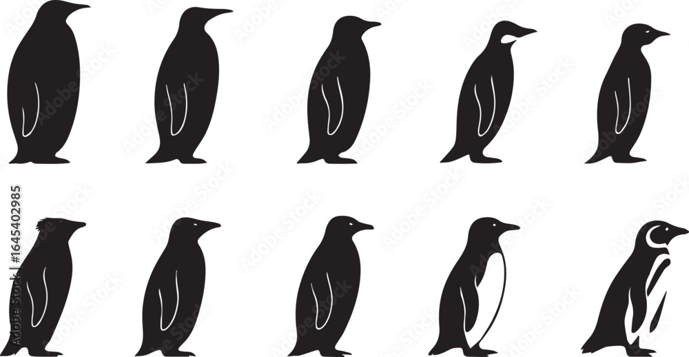 Fototapeta premium different species of Penguins