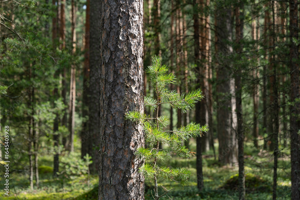 Fototapeta premium Woodland, Pine tree trunks in forest.