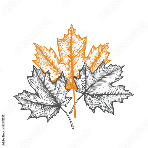 Vintage engraving vector style illustration of autumn maple leaves