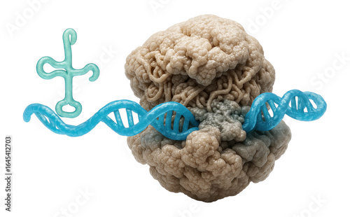Initiation complex of translation featuring mRNA, ribosome, and initiator tRNA