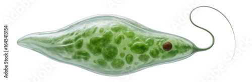 Euglena with a flexible pellicle allowing for visible shape changes