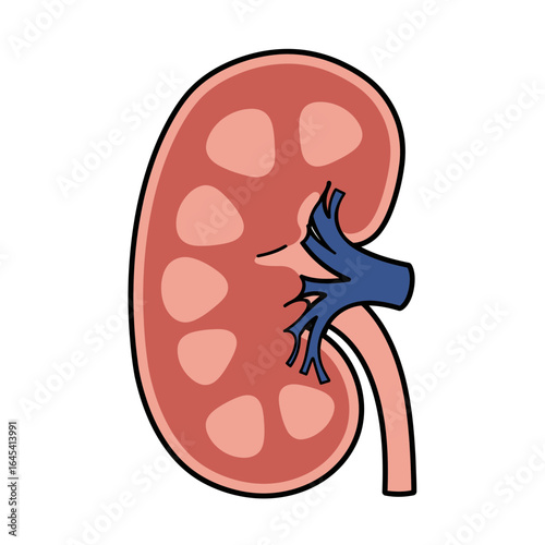 The Human Kidney: An educational illustration of the human kidney, highlighting its structure and function in a clear, diagrammatic style, ideal for medical and scientific contexts.