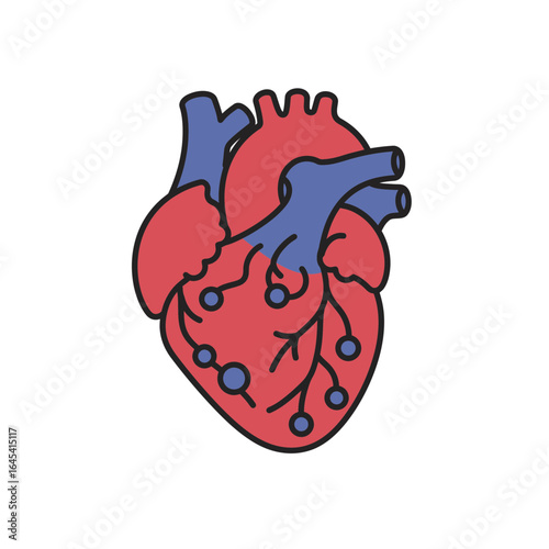 Anatomical Heart Illustration: A detailed illustration of the human heart, rendered with bold lines and vibrant colors, perfectly depicting its complex structure and essential function. 