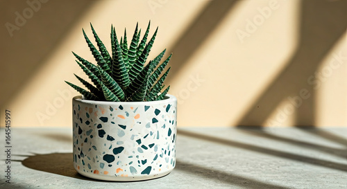 Green Zebra Plant in Patterned Pot with Shadow on Tan Background
