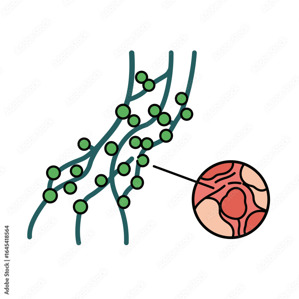 Lymph Node Anatomy: An illustrative diagram of the lymph node and related components, ideal for medical and educational purposes.