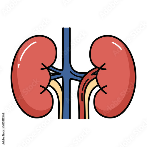 Human Kidney Illustration: A detailed illustration showcasing a pair of healthy, symmetrical kidneys, complete with renal arteries, veins, and ureters.