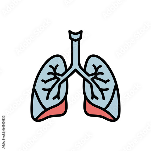 Respiratory system: A visually clear and informative illustration of the human lungs, highlighting the intricate details of the respiratory system.