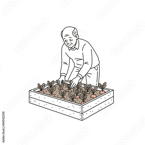 Gardener tending to his plants: A senior male figure cultivates his garden, meticulously planting fresh greens in a carefully designed raised garden bed.