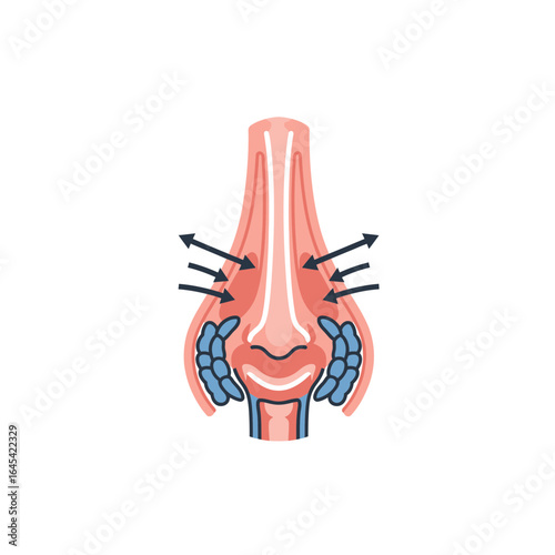 Nose Illustration: An educational medical illustration showcases the intricate anatomical details of the human nose and sinuses, highlighting airflow and sinus function.